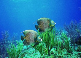 環(huán)境影響評(píng)價(jià)、排污許可證、應(yīng)急預(yù)案